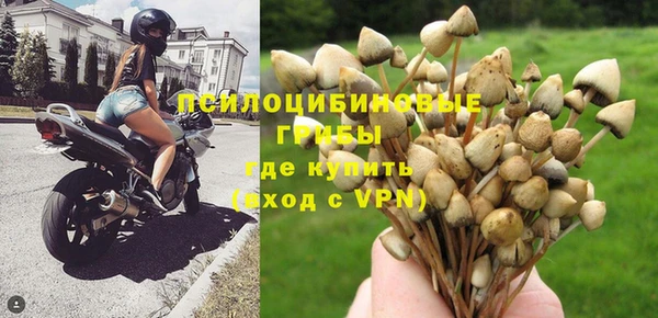 хмурый Белокуриха